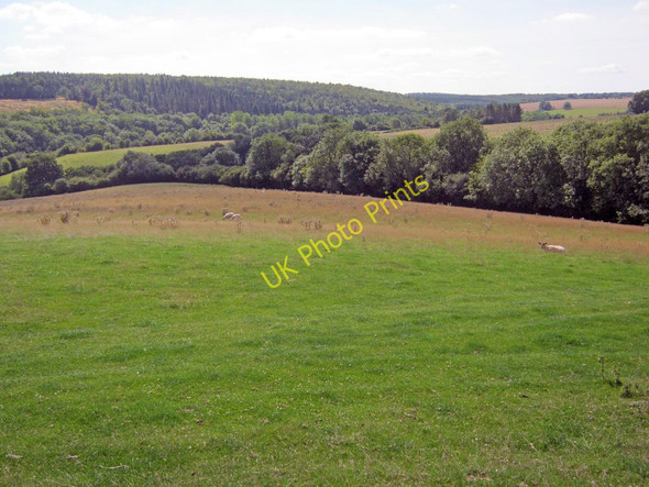 Photo 6"x4" Sheep grazing land near Pinnock Cliff Farmcote\/SP0628 c2010