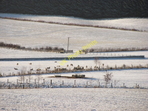 Photo 6"x4" Sheep, Stewarton Harehope\/NT2044 c2011