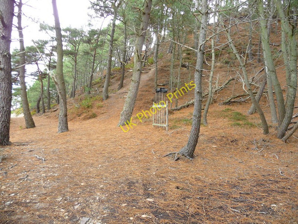 Photo 6"x4" Brownsea Island - Woodland Sandbanks c2010