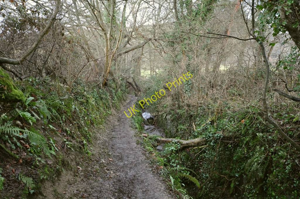 Photo 6"x4" About half way down Shearford Lane Barnstaple c2011