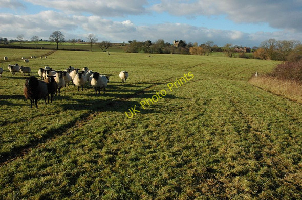 Photo 6"x4" Sheep at Pauntley Brand Green\/SO7428 c2011