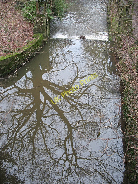 Photo 6"x4" Reflected tree Congleton c2010