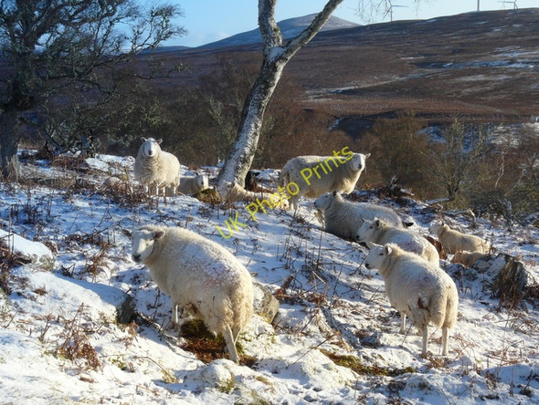 Photo 6"x4" Sheep near Sciberscross Dalreavoch c2011