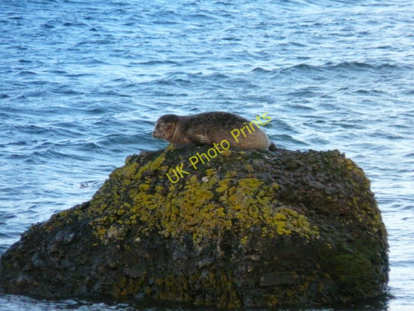 Photo 6"x4" Young Harbour Seal at Loch Fleet Skelbo c2011