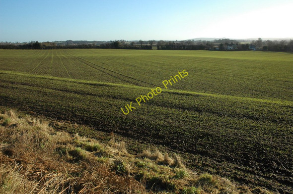 Photo 6"x4" Winter cereal at Credenhill Credenhill c2011