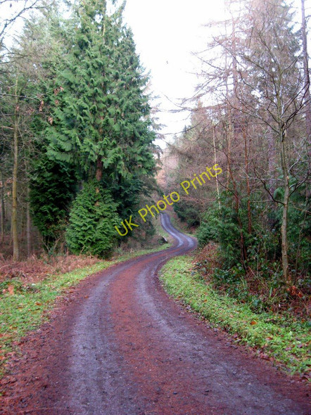 Photo 6"x4" Forestry road in Eymore Wood Holbeache c2011