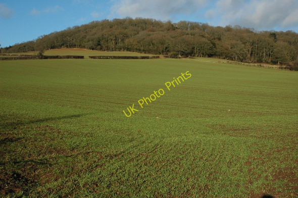 Photo 6"x4" Winter cereals at Brinsop Brinsop Common c2011