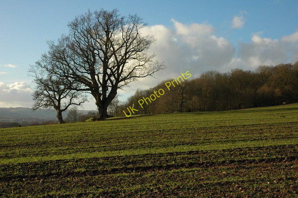 Photo 6"x4" Trees in arable land Bishopstone\/SO4143 c2011