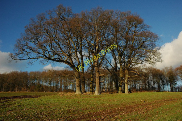 Photo 6"x4" Clump of trees Bishopstone\/SO4143 c2011