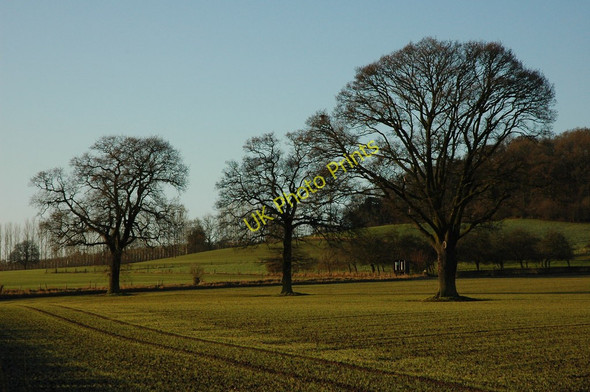 Photo 6"x4" Trees in arable land Ledbury c2011