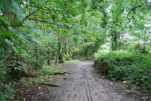 Photo 6"x4" Footpath through the woods Aylesford c2010