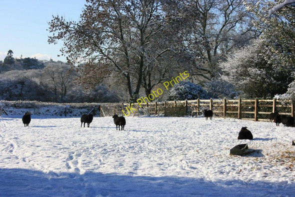 Photo 6"x4" Sheep field in the snow Aish\/SX6960 c2010
