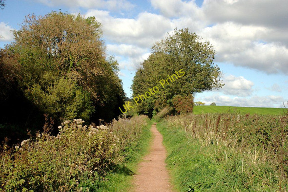 Photo 6"x4" The Canal Towpath Burlescombe c2010
