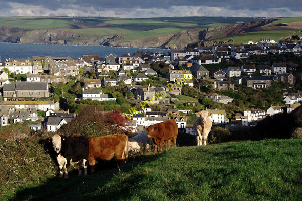 Photo 6"x4" Cattle Above Port Isaac Port Isaac c2010