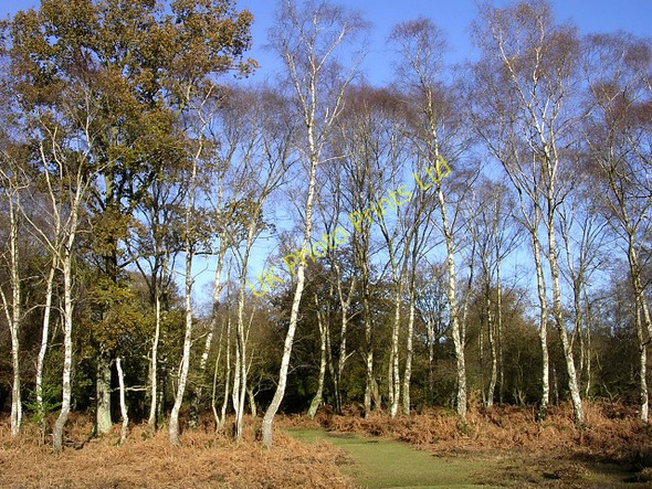 Photo 6"x4" Silver birch on the edge of Brinken Wood, New Forest Bank\/SU2807 c2005