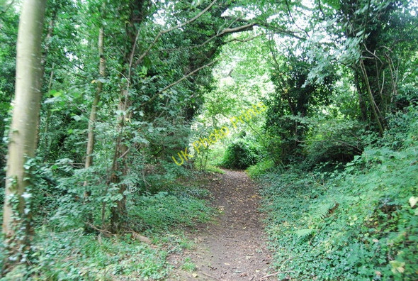 Photo 6"x4" Medway Valley Walk in the woods Forstal c2010