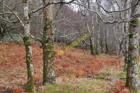 Photo 6"x4" Woodland near Dundonnell Dundonnell c2011
