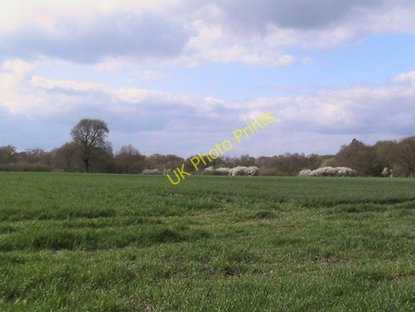 Photo 6"x4" Fields east of Okewood church, May blossom in the distance Okewood Hill c2006