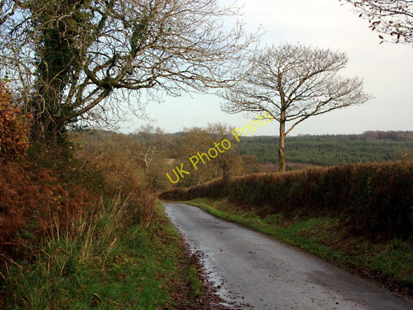 Photo 6"x4" The Road to Witherdon Wood Germansweek c2010