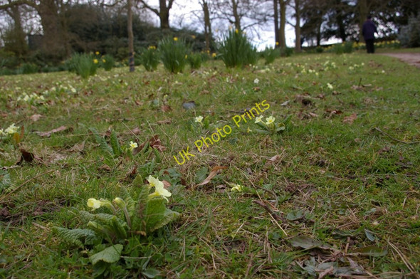 Photo 6"x4" Kedleston Park: primroses Kedleston c2008