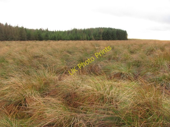 Photo 6"x4" Plantation edge near Whitecleuch Forth\/NS9453 c2011