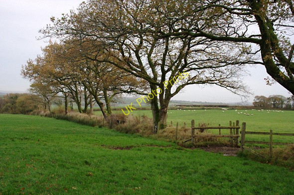 Photo 6"x4" Trees Along The Hedgerow Broadwoodwidger c2010