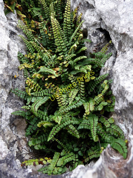 Photo 6"x4" Maidenhair spleenwort growing on limestone pavement Llandudno c2010
