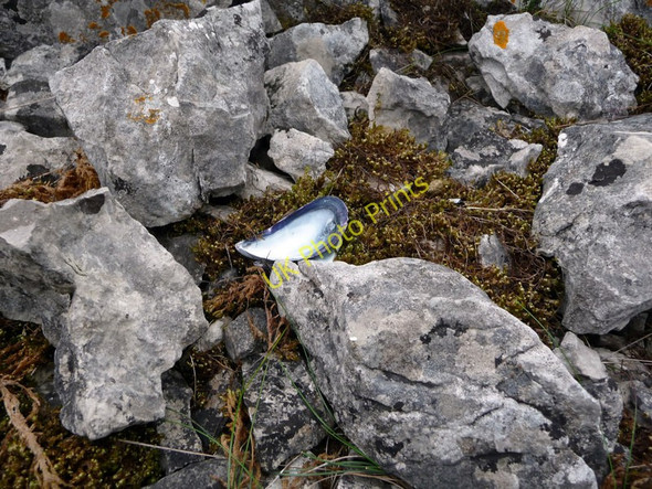 Photo 6"x4" Mussel shell on limestone pavement Llandudno c2010