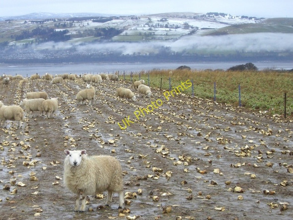 Photo 6"x4" Sheep in the turnips, Balnabeen Duncanston c2011
