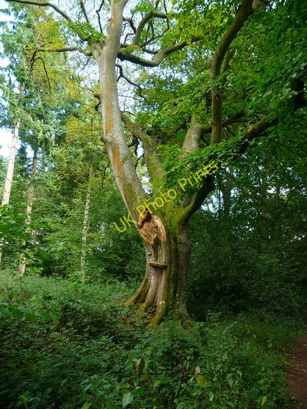 Photo 6"x4" Grateley - Oak Tree Grateley c2010
