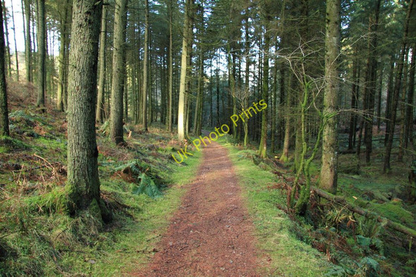 Photo 6"x4" Heathercombe Woods Heathercombe c2011