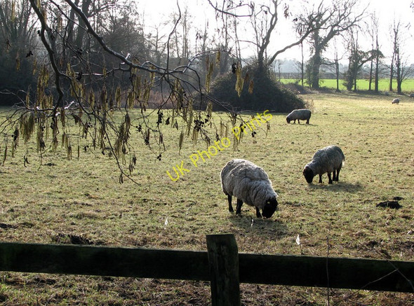 Photo 6"x4" Little Wilbraham: sheep and catkins Little Wilbraham c2011
