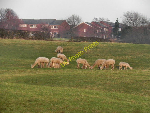 Photo 6"x4" Alpacas, Low Crompton Farm Shaw\/SD9308 c2011