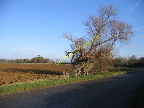 Photo 6"x4" Contorted willow, Upton, Peterborough Upton\/TF1000 c2005