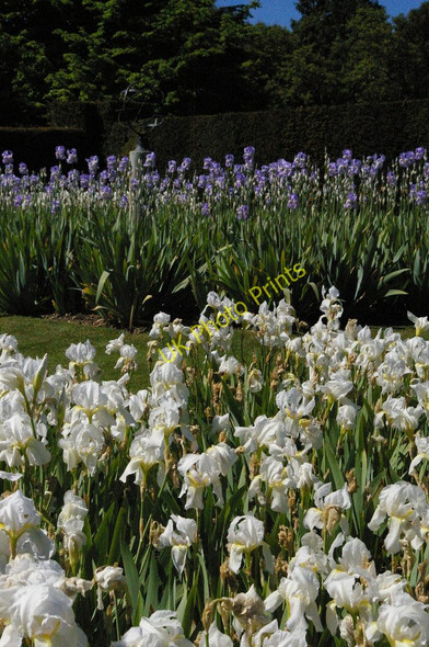 Photo 6"x4" Polesden Lacey: irises Polesden Lacey c2010