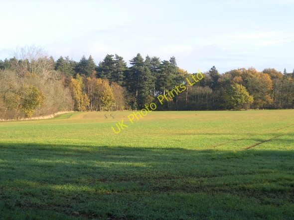 Photo 6"x4" Southey Wood, Ufford, Peterborough Upton\/TF1000 c2005