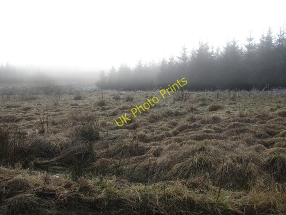 Photo 6"x4" Forth woodlands Forth\/NS9453 c2011