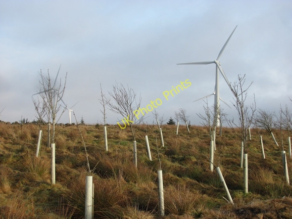 Photo 6"x4" Young trees, Thornmuir Yieldshields c2011