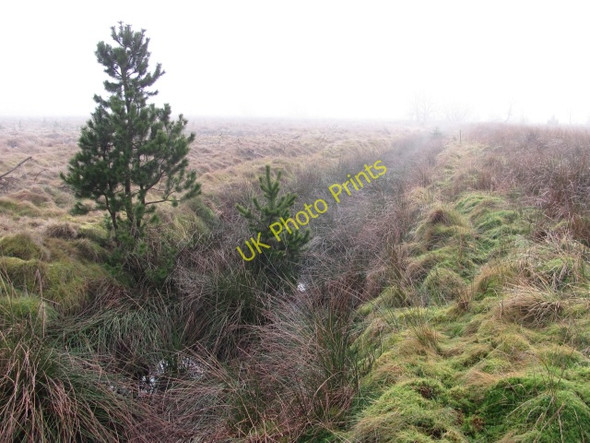 Photo 6"x4" Ditch in a young plantation Yieldshields c2011