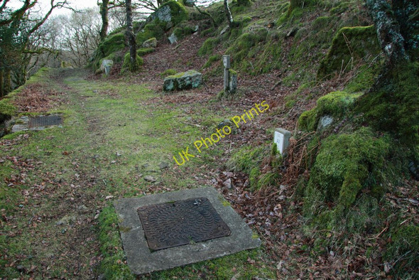 Photo 6"x4" Track through White Wood West Stoke\/SX6971 c2011