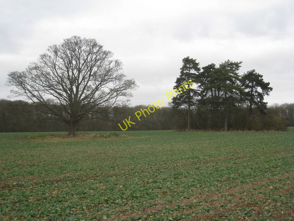 Photo 6"x4" Trees in Scawby Park Mill Place\/SE9806 c2011