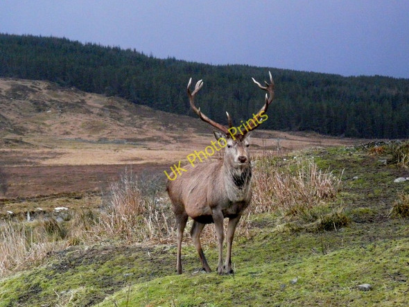 Photo 6"x4" Stag at Duchally Dalnaclave c2011