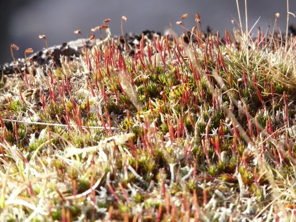 Photo 6"x4" Tiny moss-flowers Loch Sheila c2011