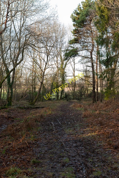 Photo 6"x4" Footpath leaving Sawpit Copse Burridge\/SU5110 c2011