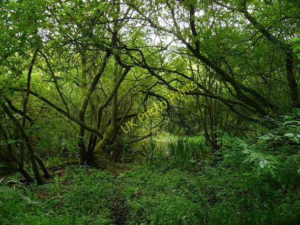 Photo 6"x4" Quidhampton - Twisted Branches Foxdown c2010