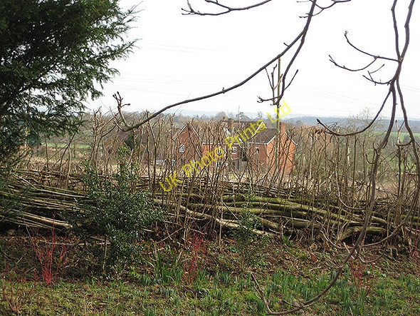 Photo 6"x4" Coppiced hedge at Taynton Taynton\/SO7321 c2008