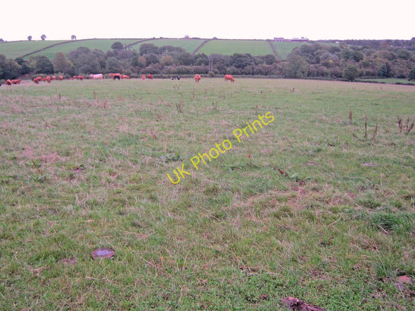 Photo 6"x4" Cattle grazing land near Buttery Lane Teversal c2010