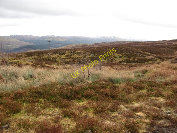 Photo 6"x4" Young woodland, Ben Lawers National Nature Reserve Milton Morenish c2011