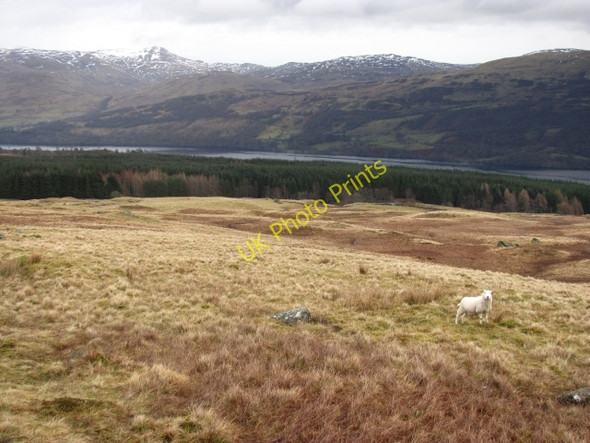Photo 6"x4" Sheep, Ben Lawers Milton Morenish c2011
