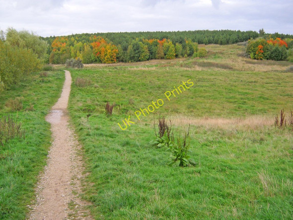 Photo 6"x4" Path to Silverhill Wood Fackley c2010
